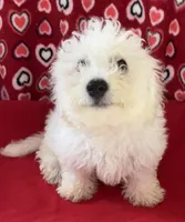 Dawson, a male Bichon Frise for sale in Wrightsville, GA – 9 of 10