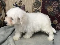 Damian, a male Bichon Frise for sale in Wrightsville, GA – 7 of 10