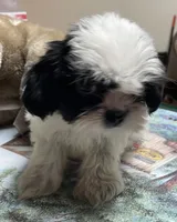 Elisha, a male Shih Tzu for sale in Wrightsville, GA – 10 of 10