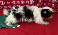 Eunice, a female Shih Tzu for sale in Wrightsville, GA – 5 of 10