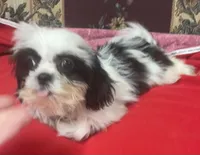 Eunice, a female Shih Tzu for sale in Wrightsville, GA – 4 of 10