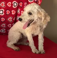 Mimi, a male Poodle - Toy  for sale in Wrightsville, GA – 2 of 10