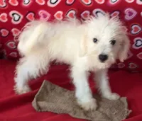 Tamaka, a female Bichon Frise for sale in Wrightsville, GA – 3 of 10
