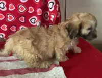 Cooper, a male Bichon Frise and Shihpoo for sale in Wrightsville, GA – 5 of 10