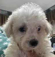 Tania, a female Bichon Frise for sale in Wrightsville, GA – 9 of 10