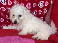 Merilyn, a female Bichon Frise for sale in Wrightsville, GA – 2 of 10