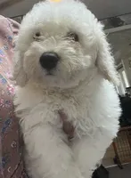 Merilyn, a female Bichon Frise for sale in Wrightsville, GA – 9 of 10