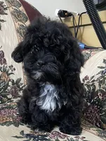 Zuma, a female Shih Tzu and Poodle - Toy  for sale in Wrightsville, GA – 9 of 10