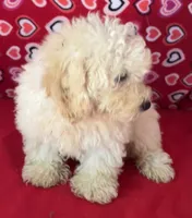 Snow, a male Poodle - Toy  and Bichpoo for sale in Wrightsville, GA – 2 of 10