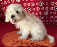 Tilton, a male Bichon Frise for sale in Wrightsville, GA – 9 of 10