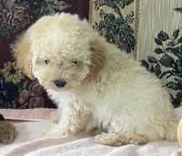 Mimi, a male Poodle - Toy  for sale in Wrightsville, GA – 2 of 10