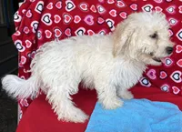 Dawson, a male Bichon Frise for sale in Wrightsville, GA – 5 of 10