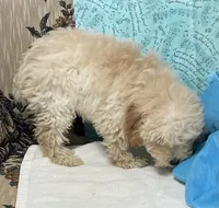 Mimi, a male Poodle - Toy  for sale in Wrightsville, GA – 2 of 10