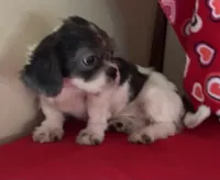 Nahum, a male Shih Tzu for sale in Wrightsville, GA – 2 of 10