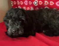 Chita, a female Bichon Frise and Shihpoo for sale in Wrightsville, GA – 3 of 10