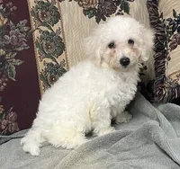 Damian, a male Bichon Frise for sale in Wrightsville, GA – 8 of 10