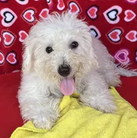 Milan, a male Bichon Frise for sale in Wrightsville, GA – 1 of 9