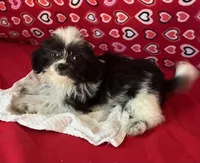Essie, a female Shih Tzu for sale in Wrightsville, GA – 6 of 7