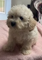 Stormy, a male Poodle - Toy  and Bichpoo for sale in Wrightsville, GA – 10 of 10