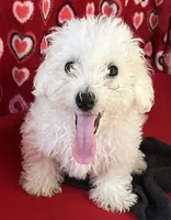 Delwin, a male Bichon Frise for sale in Wrightsville, GA – 9 of 10