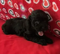 Wilona, a female Poodle - Toy  for sale in Wrightsville, GA – 2 of 7