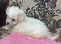 Tania, a female Bichon Frise for sale in Wrightsville, GA – 6 of 10