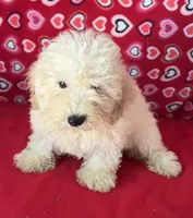 Snow, a male Poodle - Toy  and Bichpoo for sale in Wrightsville, GA – 3 of 10