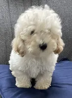 Milton, a male Poodle - Toy  for sale in Wrightsville, GA – 6 of 10