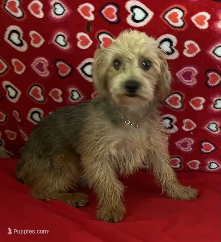 Gideon – Yorkipoo puppy for sale in Wrightsville, GA
