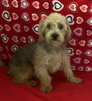 Gideon, a male Yorkipoo for sale in Wrightsville, GA – 1 of 10