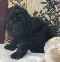 Mingo, a male Poodle - Toy  for sale in Wrightsville, GA – 4 of 10