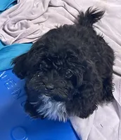 Zuma, a female Shih Tzu and Poodle - Toy  for sale in Wrightsville, GA – 10 of 10