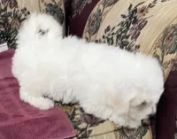 Dalila, a female Bichon Frise for sale in Wrightsville, GA – 5 of 10