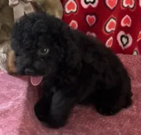 Idra, a female Poodle - Toy  for sale in Wrightsville, GA – 3 of 10