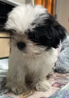 Earl, a male Shih Tzu for sale in Wrightsville, GA – 5 of 8
