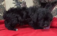 Curtis, a male Yorkshire Terrier and Poodle - Toy  for sale in Wrightsville, GA – 7 of 10