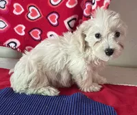 Camila, a female Bichon Frise and Shihpoo for sale in Wrightsville, GA – 6 of 9