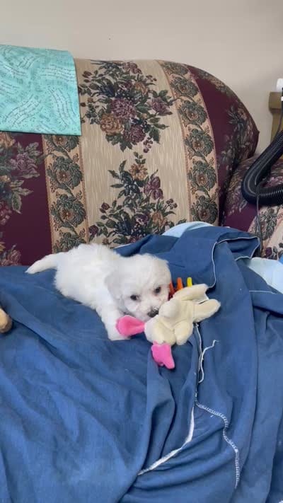 Milburn, a  Bichon Frise for sale in Wrightsville, GA – 10 of 10