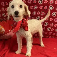 Padget, a male Bichon Frise for sale in Wrightsville, GA – Photo 8 of 10