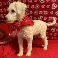 Padget, a male Bichon Frise for sale in Wrightsville, GA – Photo 1 of 10