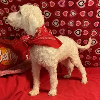 Padget, a male Bichon Frise for sale in Wrightsville, GA – Photo 3 of 10