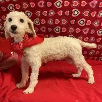 Padget, a male Bichon Frise for sale in Wrightsville, GA – Photo 5 of 10