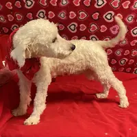 Padget, a male Bichon Frise for sale in Wrightsville, GA – Photo 4 of 10