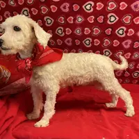 Padget, a male Bichon Frise for sale in Wrightsville, GA – Photo 6 of 10