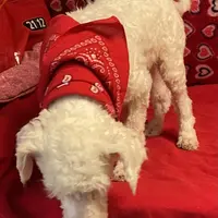 Padget, a male Bichon Frise for sale in Wrightsville, GA – Photo 2 of 10