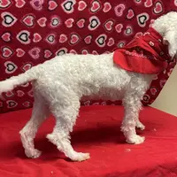 Padget, a male Bichon Frise for sale in Wrightsville, GA – Photo 10 of 10