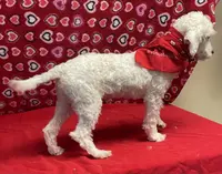 processed/39a05c3e-d350-4b4a-aad4-68ce86c8a148/listing/185993da-a575-4bb1-a179-5d372be36b12/b5672b84-7832-4cd8-b1c5-6869bd0b14e6