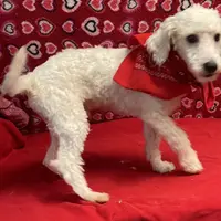 Padget, a male Bichon Frise for sale in Wrightsville, GA – Photo 9 of 10