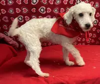 processed/39a05c3e-d350-4b4a-aad4-68ce86c8a148/listing/185993da-a575-4bb1-a179-5d372be36b12/da14a5c3-8164-4a75-b200-897229fa6b81