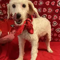 Padget, a male Bichon Frise for sale in Wrightsville, GA – Photo 7 of 10